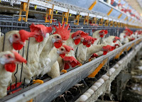 ONU reafirma que indústria de produção animal contribui diretamente ao aquecimento global