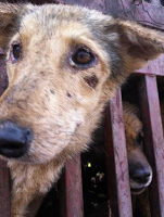 China: ativistas jogam o carro em frente a um caminhão que levava cães para o matadouro