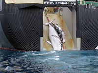 Decisão do Tribunal dos Estados Unidos é favorável aos caçadores de baleias