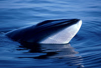 Caça de baleias no Japão é “economicamente inviável”, diz relatório