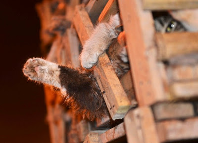 Ativistas chineses resgatam mais de mil gatos que seriam servidos em restaurante