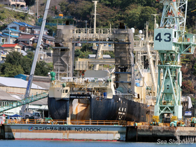 Baleeiros japoneses fazem seu primeiro ataque da temporada – na Sea Shepherd