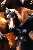 Aumenta a matança de cavalos para o consumo na Espanha