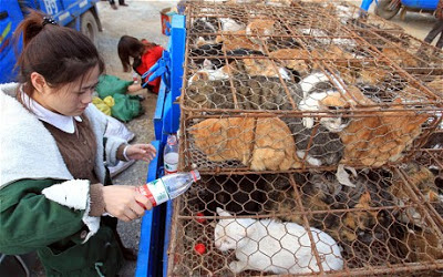 Caminhão é parado na China com dezenas de gatos que seriam abatidos para consumo