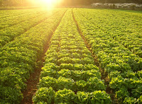 Uma pergunta muito frequente: e as plantas?