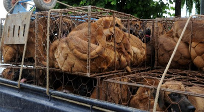 Ativistas protestam contra consumo de carne de cachorro