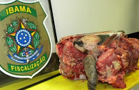 Ibama apreende carne de tartaruga com Secretário de Meio Ambiente