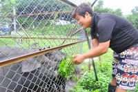 Criador de porcos torna-se defensor dos direitos animais