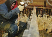 Gansos sendo engordados a força para a produção do foie gras