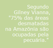 75% das áreas desmatadas na Amazônia são ocupadas pela pecuária