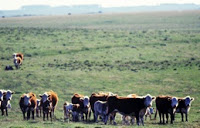 Comer carne estimula o desmatamento?