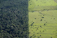 Desmatamento na região de Alta Floresta (MT), município que faz parte da Amazônia; prática teve crescimento de 157% em um ano
